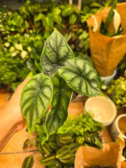 Alosia dragon scale 4" pot