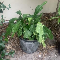 Croton plants 3 gallon pot about two feet tall