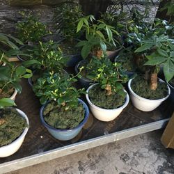 Bonsai In 6” Ceramic Pot. SPECIAL PRICE !🤩