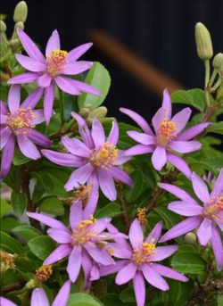 (Rare) 4ft Lavender Star Flower (Grewia occidentalis) Tree