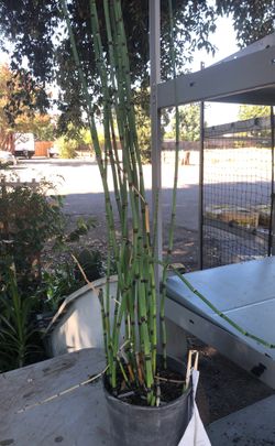 Horsetail plant