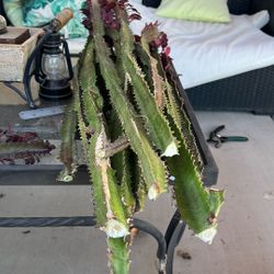 Red African milk tree / Euphorbia trigona