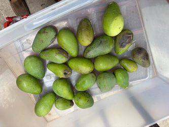 Fresh avocados