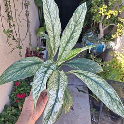 Spathiphyllum "JESSICA " Sensation Variegated Plant $25