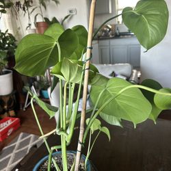 Monstera Plant