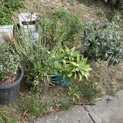 plants for sale