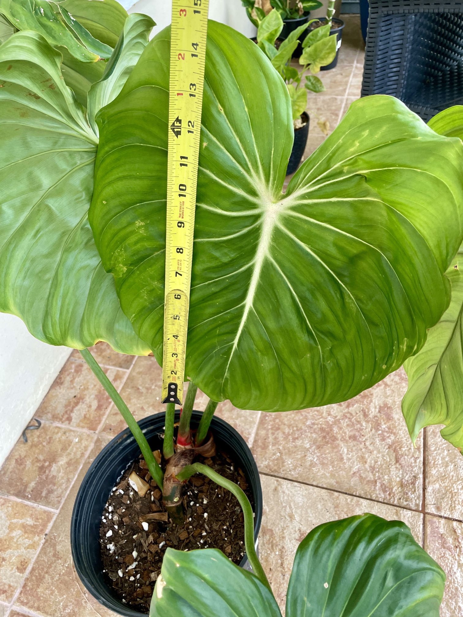 Philodendron McDowell Rooted In 9.5” Pot Tag #58