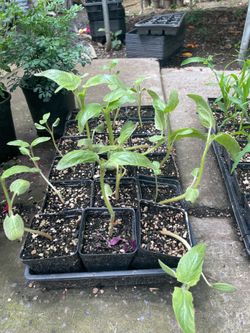 Estoy en Woodburn y vendo plantas de toritos $5.00 cada una 503🌸(contact info removed) con sofy muchas gracias ☺️