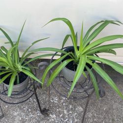 Planta Mala Madre