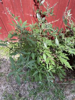 Vitex Or Chase Plant 
