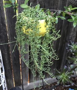 String of bananas in a ceramic hanging pot
