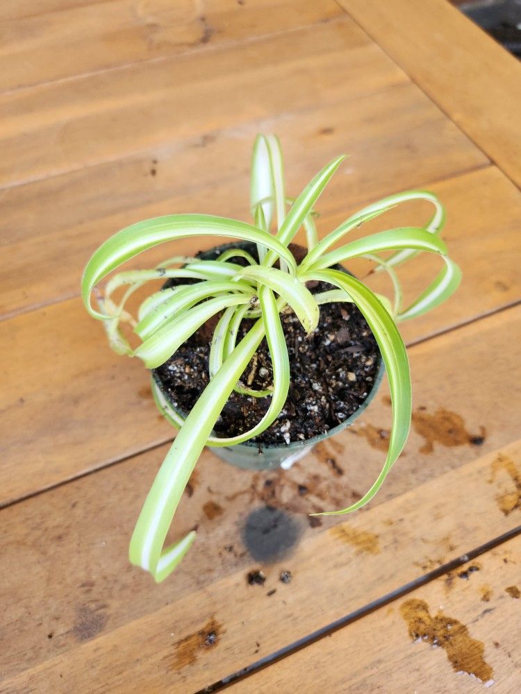 Miscellaneous House Plants
