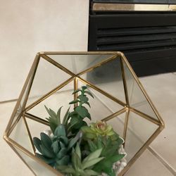 Decor Succulent  