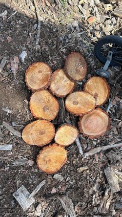 Wood Rounds, Fresh Cut