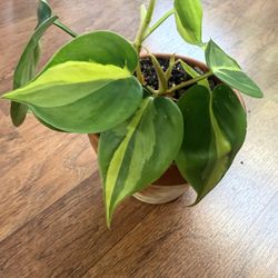 Philodendron Brasil Plant In Terracotta Pot + Free Bird Of Paradise Plant Starter