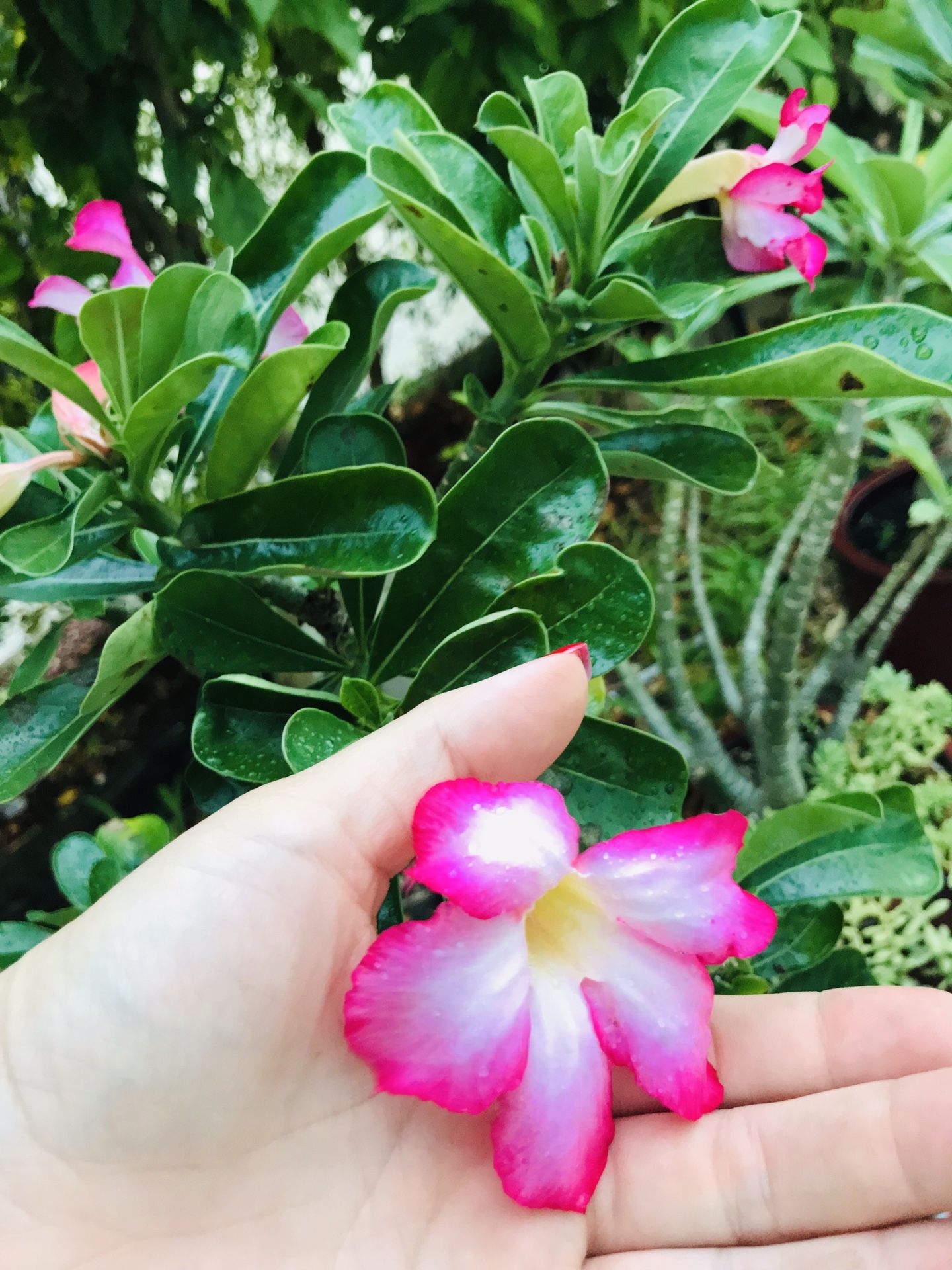 Dessert Rose Adenium Bonsai Plant