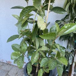 Fruit Trees