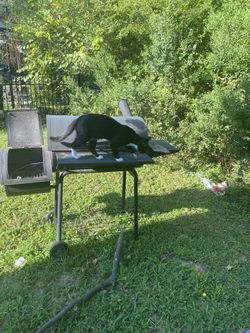 Free Male Cat to good home