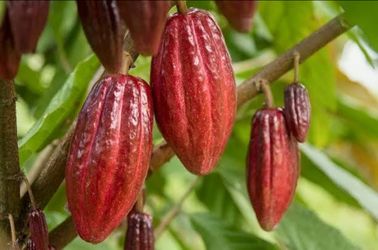 Cacao- Chocolate tree
