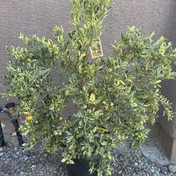 Large variegated Calamansi with fruits 15 gallon 