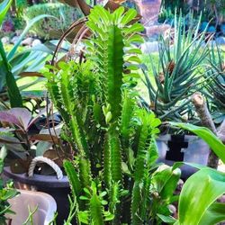 Euphorbia Trigona Cactus ( 3' ft. Tall ) 🌵