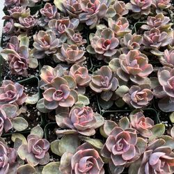 Echeveria Rainbow Cluster In 5” Pots $15 Each 