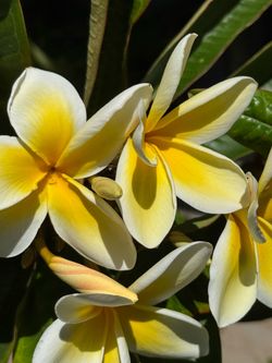 Plumerias cuttings