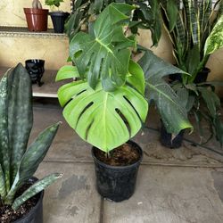Monstera Plants 