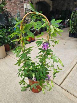 Passion Flower Lavander Lady PLANTS ARRIVE Perennial. BEAUTIFUL AND HEALTHY. $18 EACH.