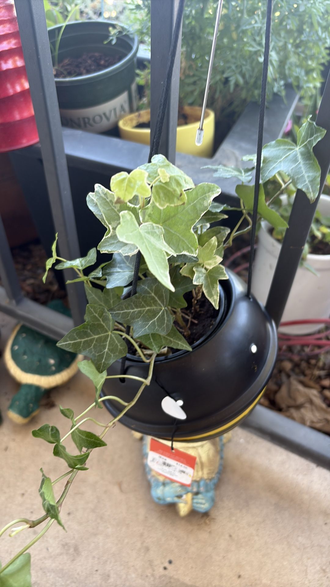 Plants