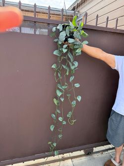 6” scindapsus silver hero