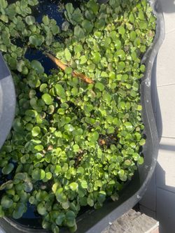 Pond Plants