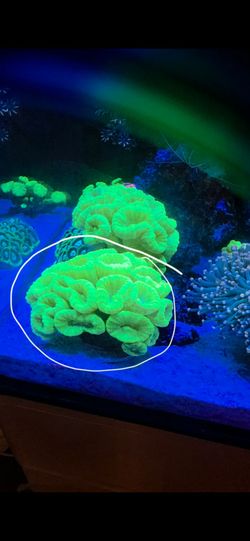 Fake coral decorations