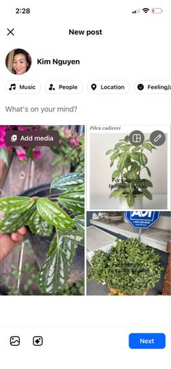 Indoor/outdoor (5-6 well rooted plants) Pilea Aluminum plant, pet safe; 95820