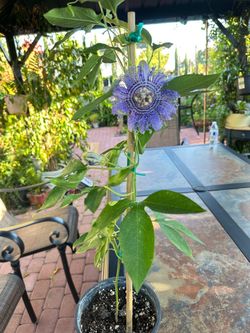 Passion flower plant