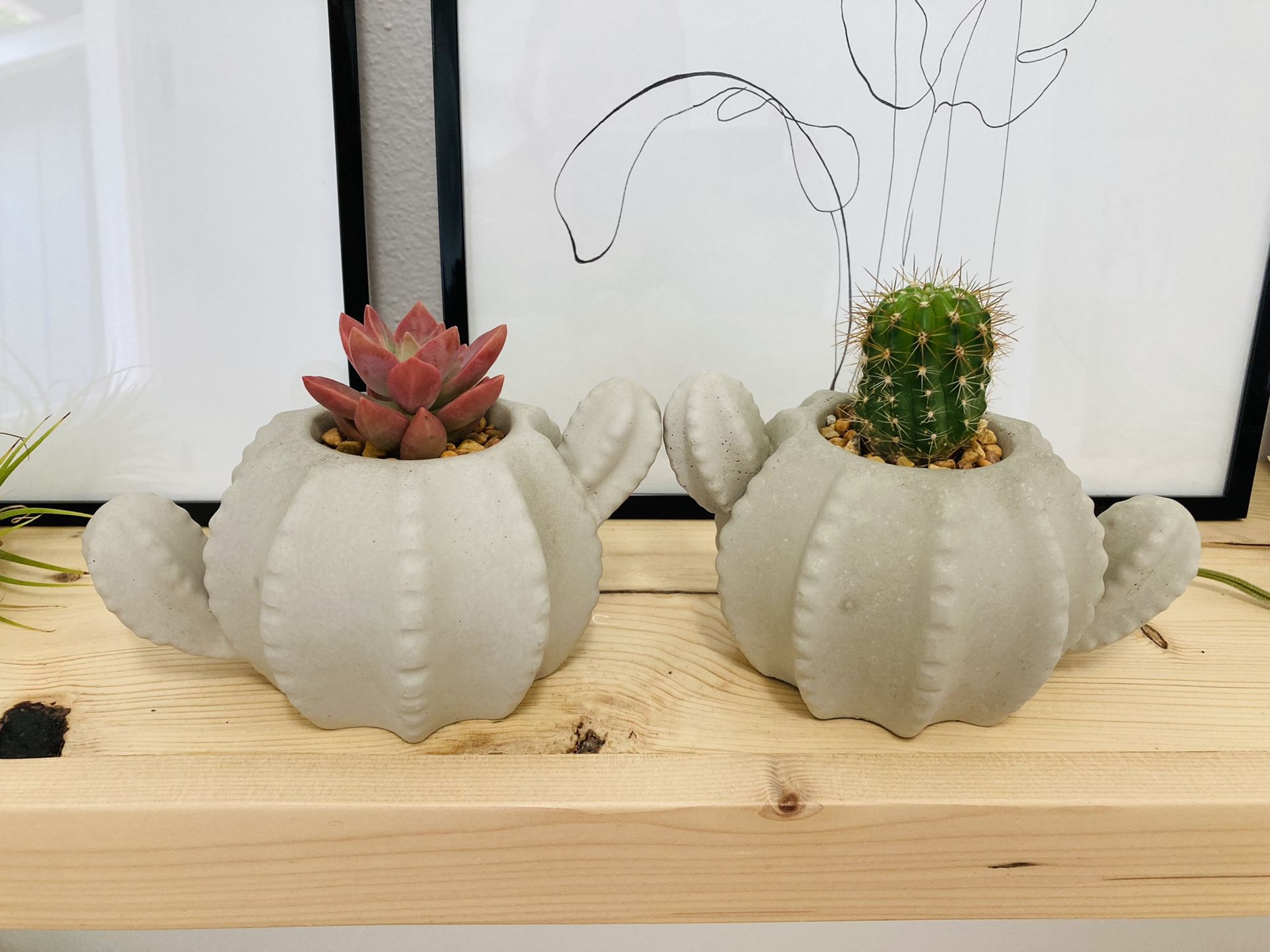 Cement Cactus Succulent Pot