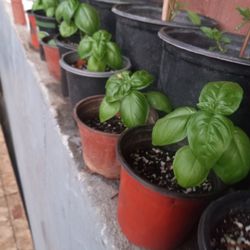 Plantas De Albarca Basil Plants 4 For $10