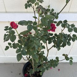 Red Rose Plant In 5gl.  Pending Pick Up 