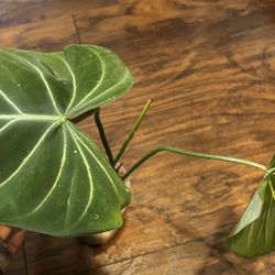 Philodendron Gloriosum Plant ( Pls Read Description Below)