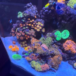 40 Gal Coral Reef Tank