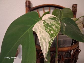Variegated Monstera Albo cuttings