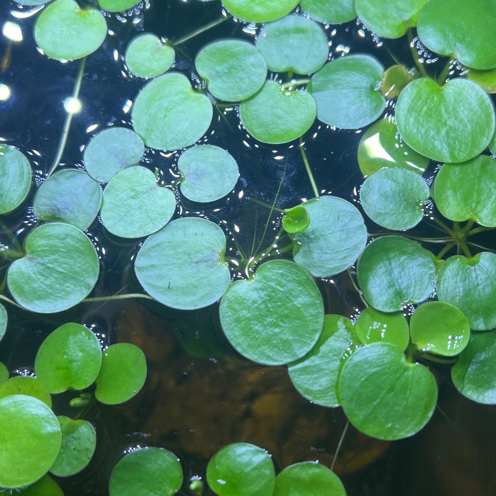 Amazon Frogbit Live Aquarium Fresh Water Plant 