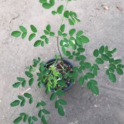Moringa/malunggay Tree