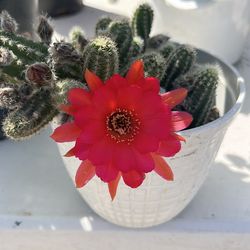 Red cactus succulent plant