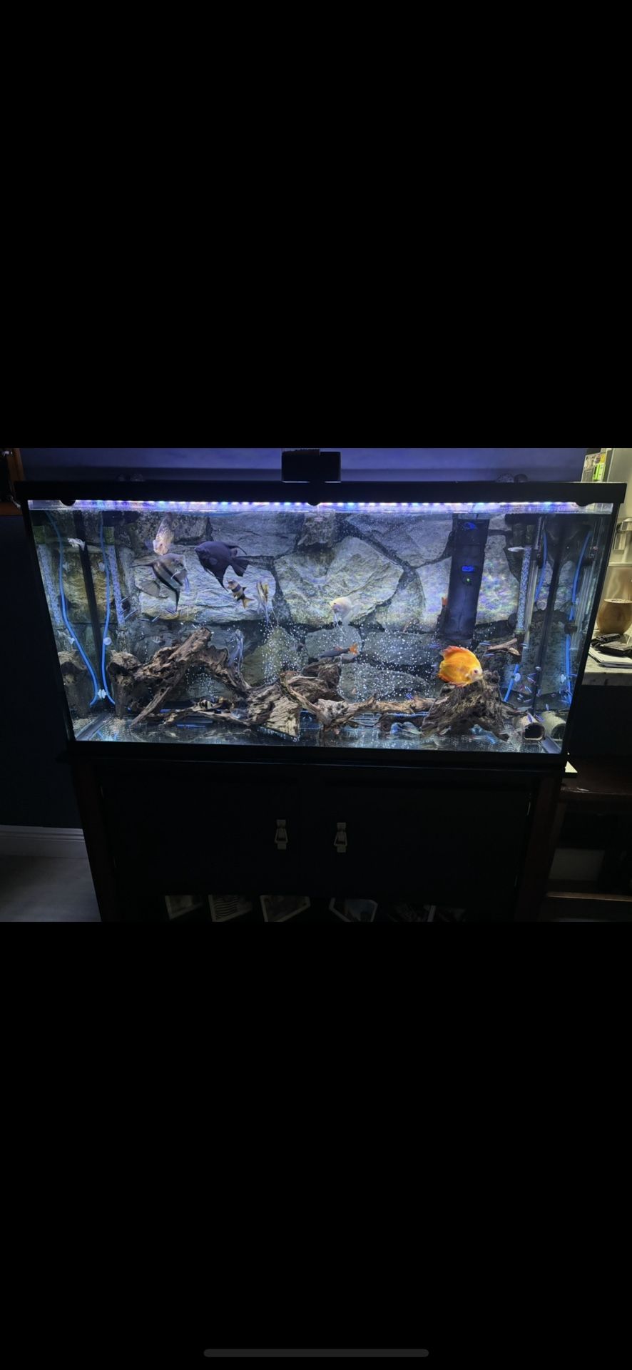 60 Gallons Fish Tank Pecera Aquarium