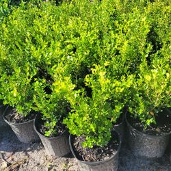 BOXWOOD PLANTS 