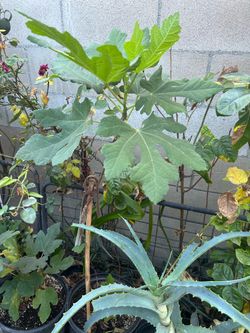 Arbol de higo