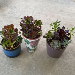 Beautiful Succulents 