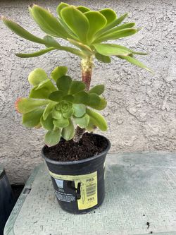 Succulent Plants