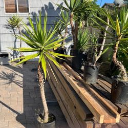 Joshua Trees Well Established  At $15 Each